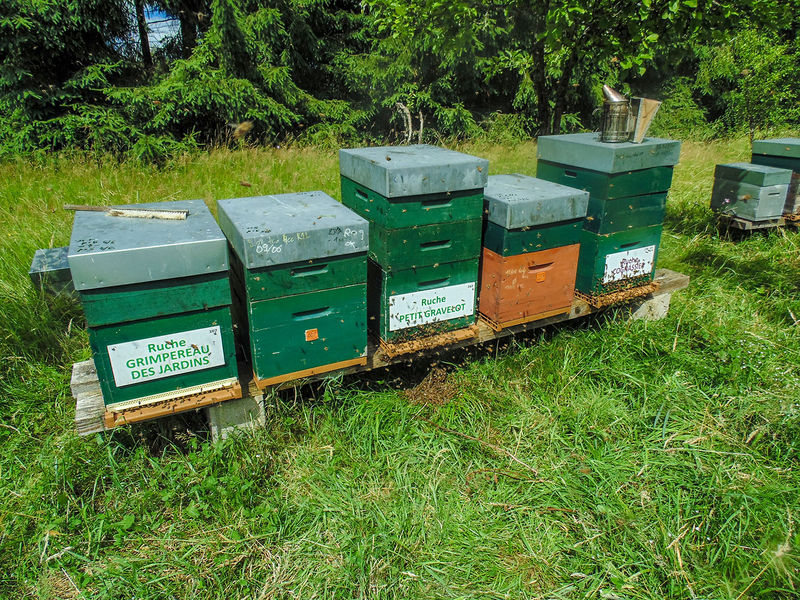 La ruche Grimpereau des jardins