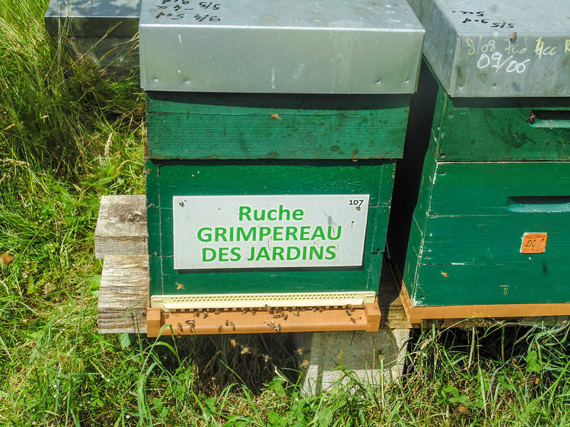 La ruche Grimpereau des jardins