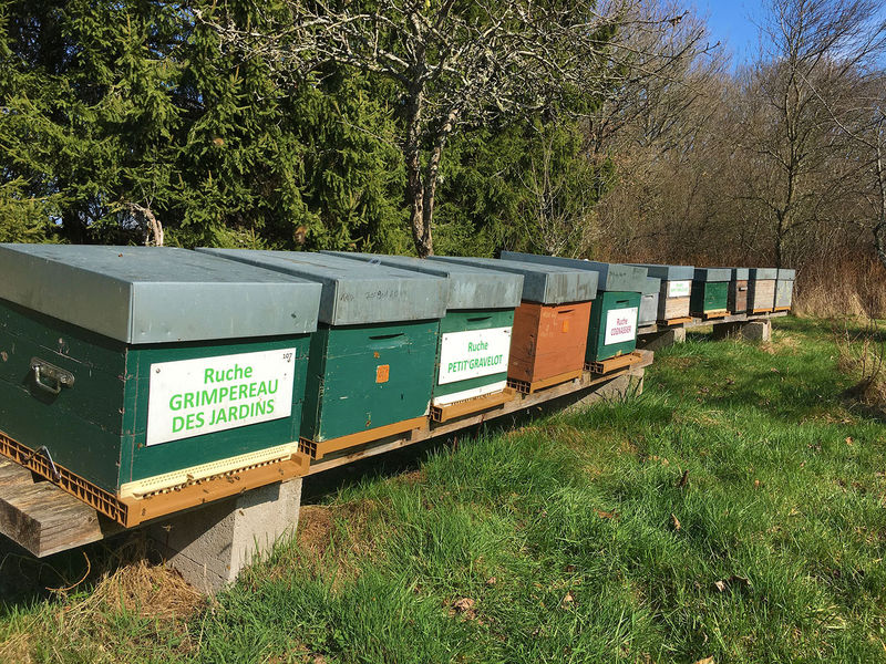 La ruche Grimpereau des jardins