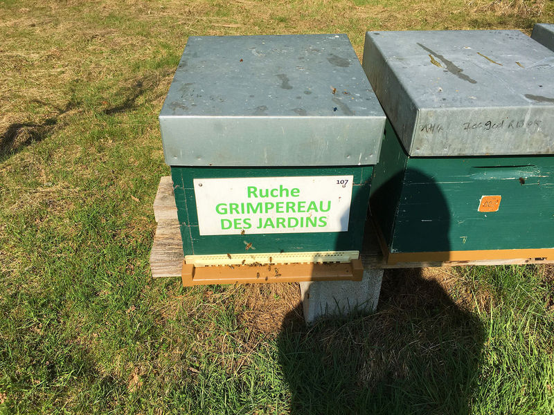 La ruche Grimpereau des jardins