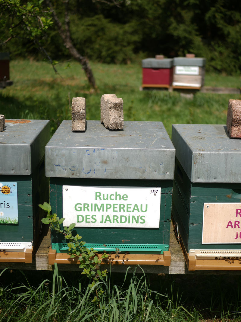 La ruche Grimpereau des jardins
