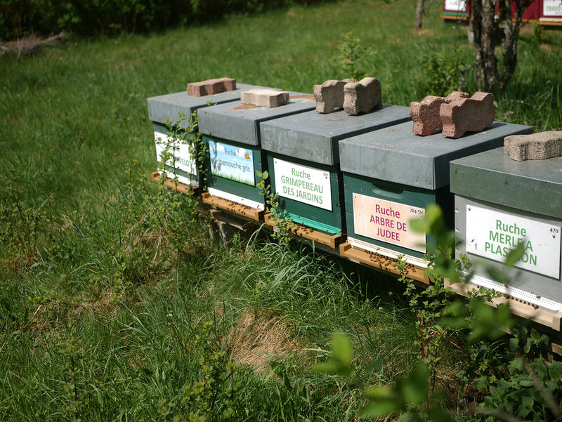 La ruche Grimpereau des jardins