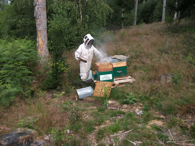 La ruche Grimpereau des jardins