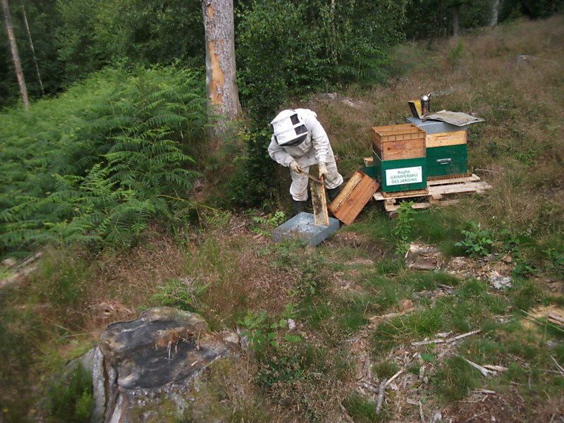 La ruche Grimpereau des jardins