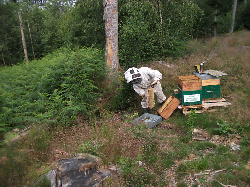La ruche Grimpereau des jardins
