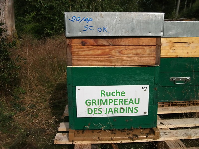 La ruche Grimpereau des jardins