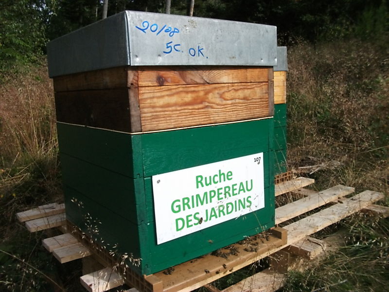 La ruche Grimpereau des jardins