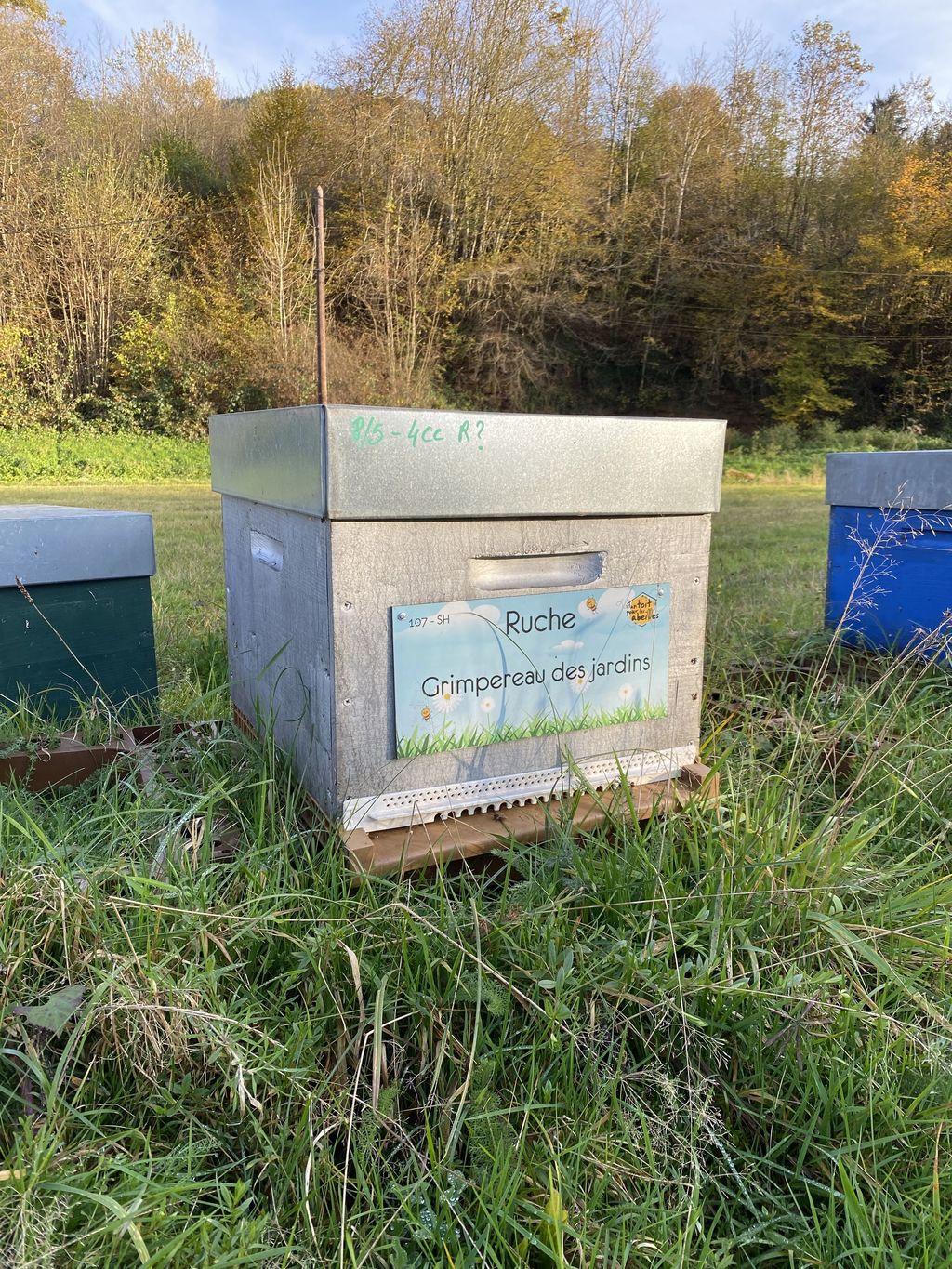 La ruche Grimpereau des jardins