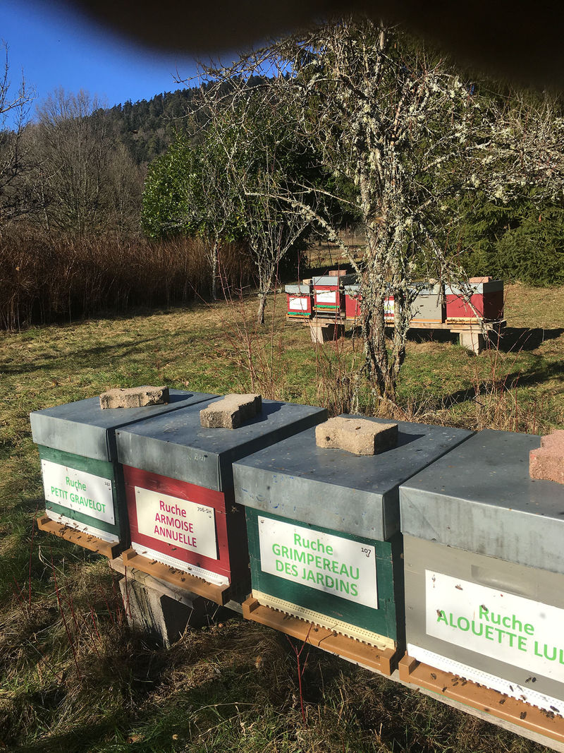 La ruche Grimpereau des jardins