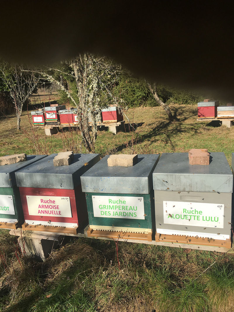 La ruche Grimpereau des jardins