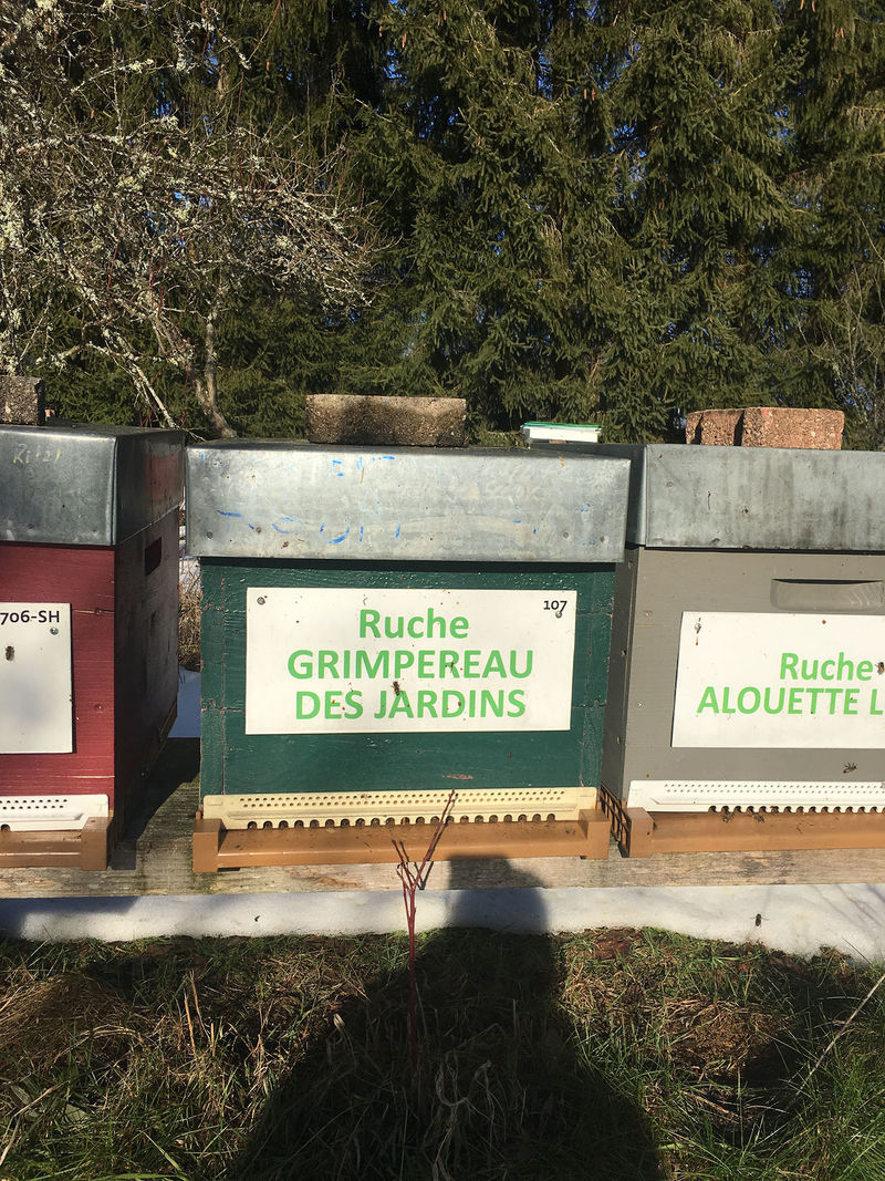 La ruche Grimpereau des jardins