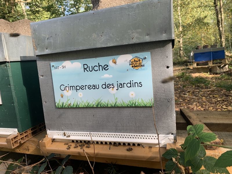 La ruche Grimpereau des jardins