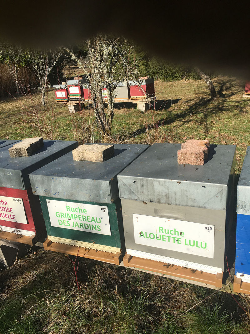 La ruche Grimpereau des jardins