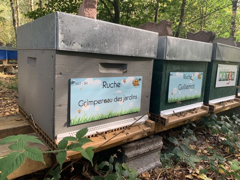 La ruche Grimpereau des jardins