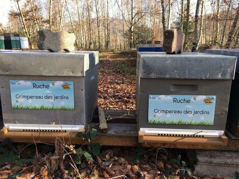 La ruche Grimpereau des jardins