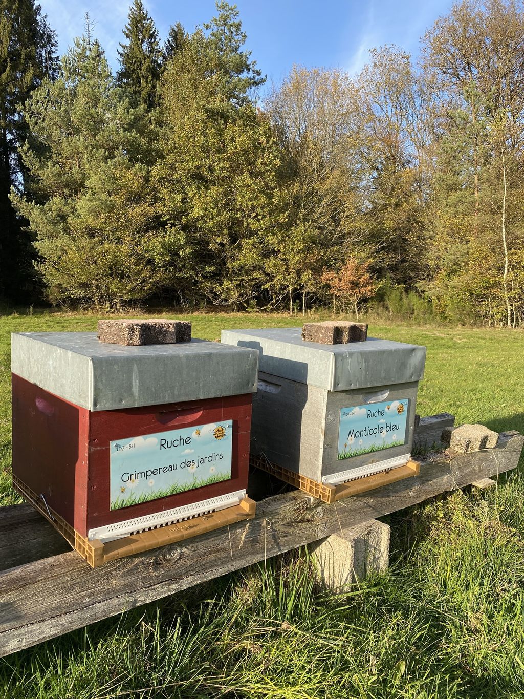 La ruche Grimpereau des jardins