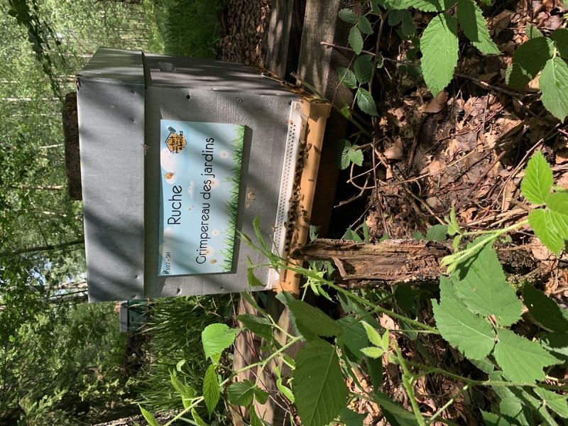 La ruche Grimpereau des jardins