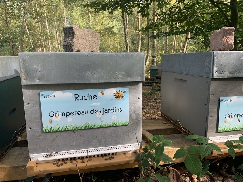 La ruche Grimpereau des jardins