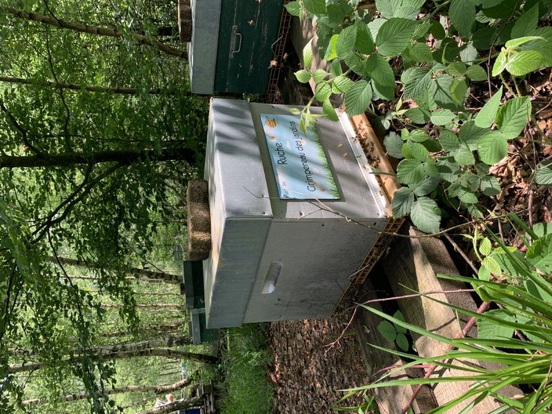 La ruche Grimpereau des jardins