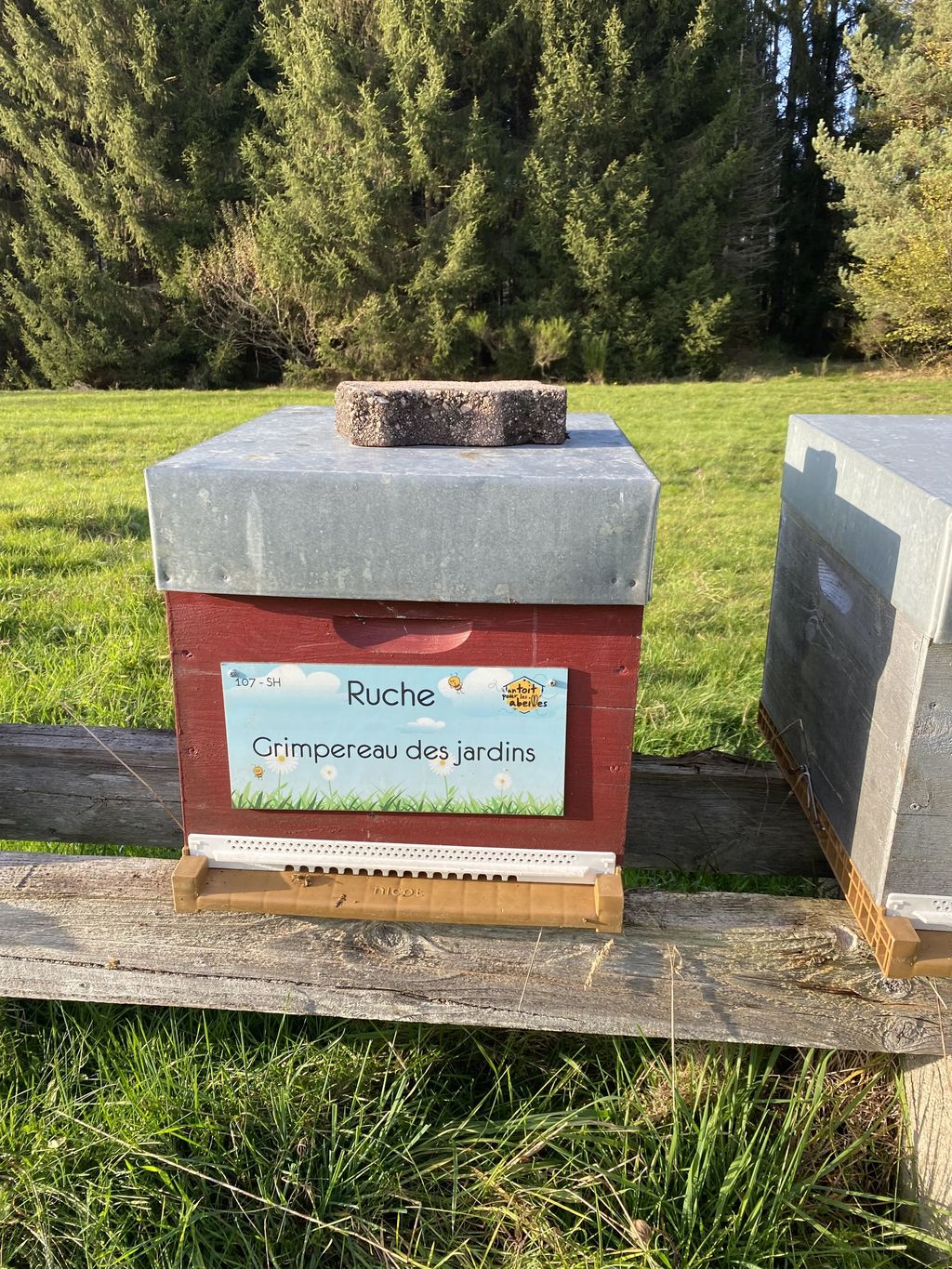 La ruche Grimpereau des jardins