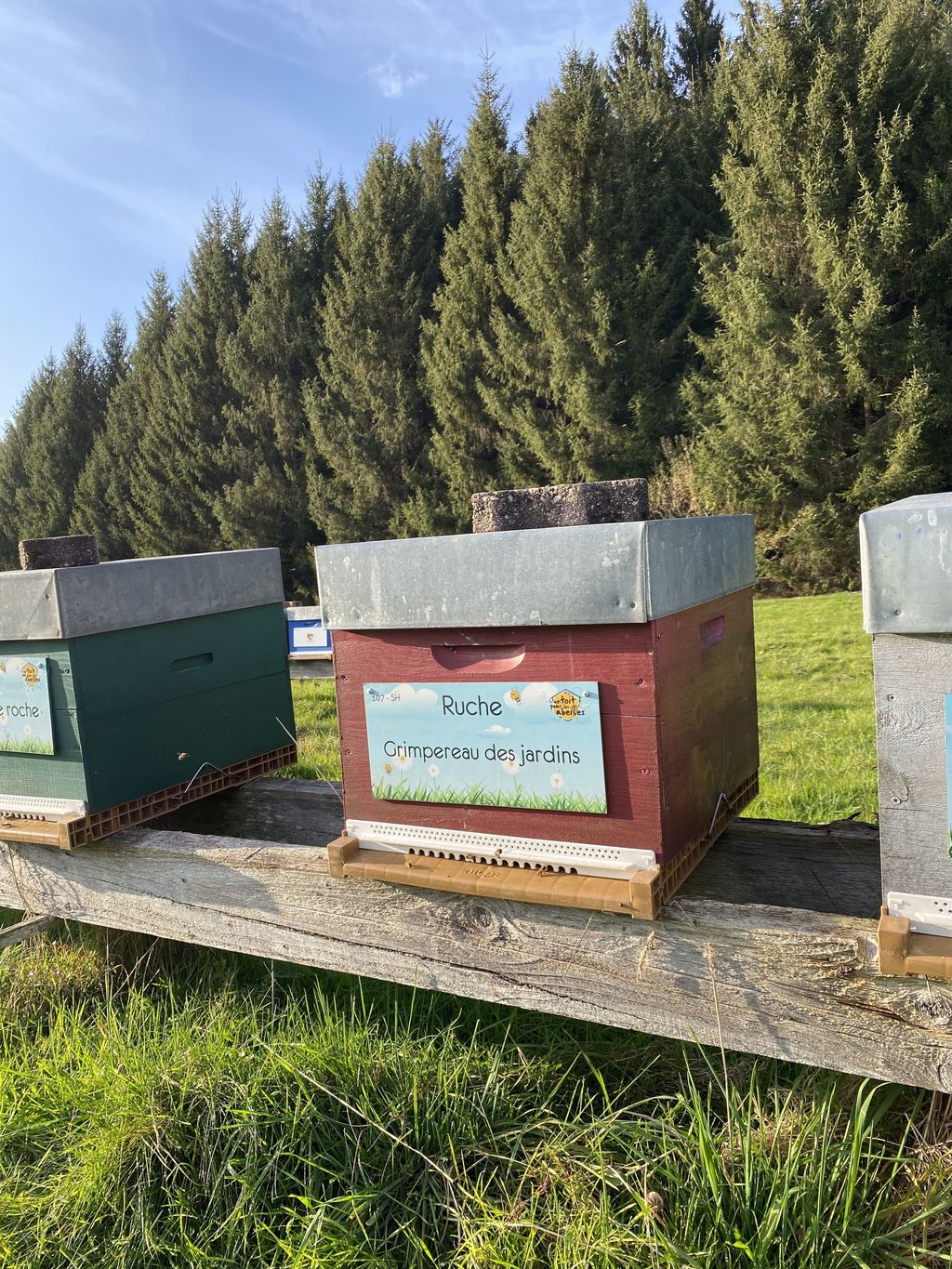 La ruche Grimpereau des jardins