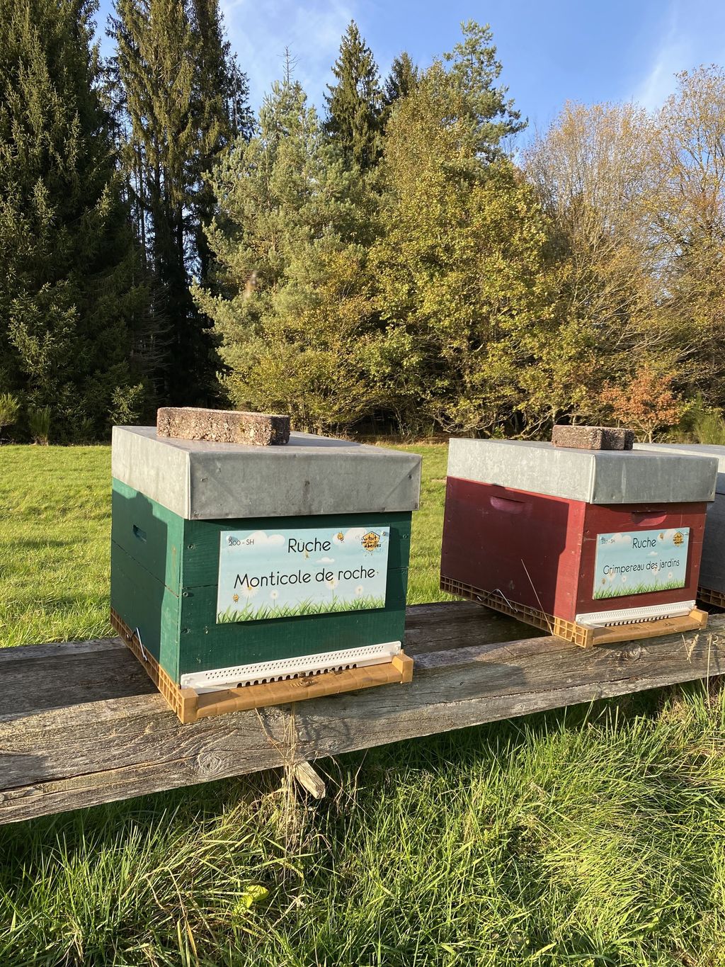 La ruche Grimpereau des jardins