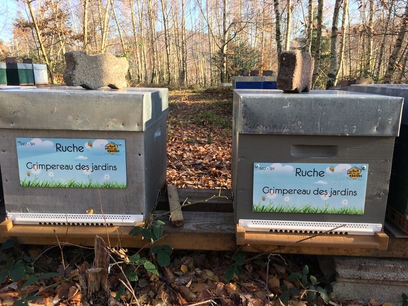 La ruche Grimpereau des jardins