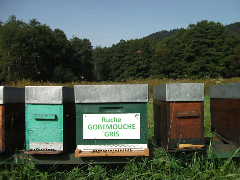 La ruche Gobemouche gris