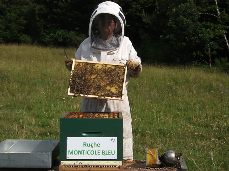 La ruche Monticole bleu