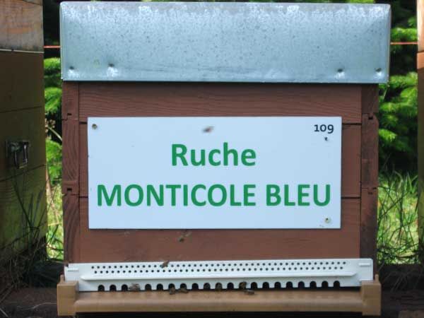 La ruche Monticole bleu