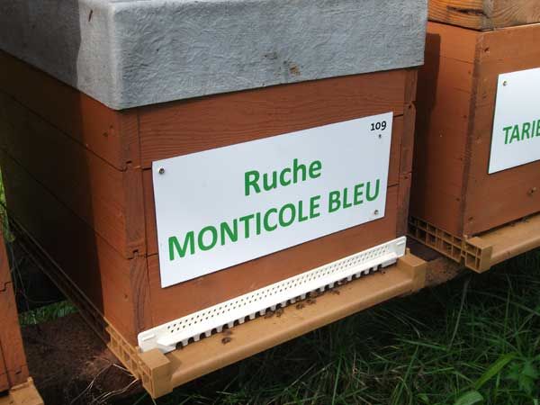 La ruche Monticole bleu