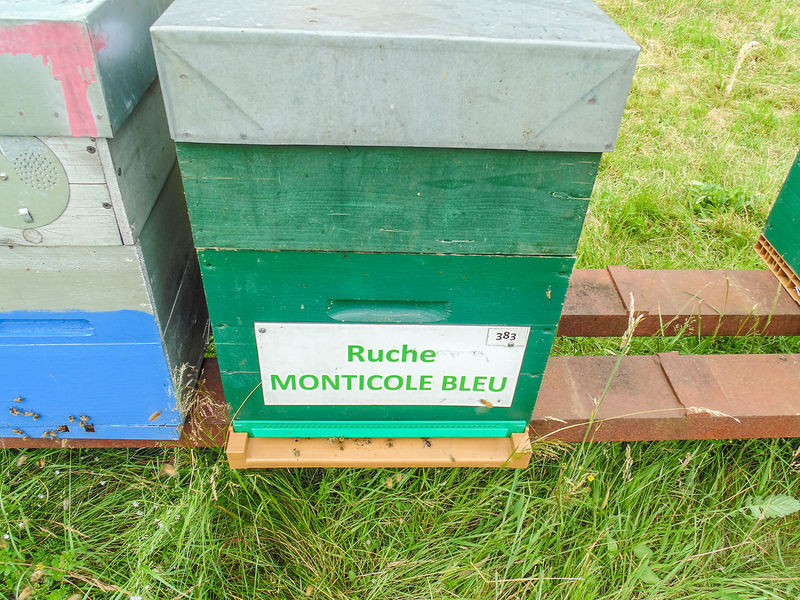 La ruche Monticole bleu