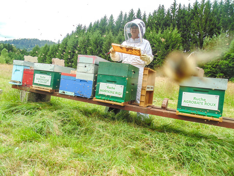 La ruche Monticole bleu