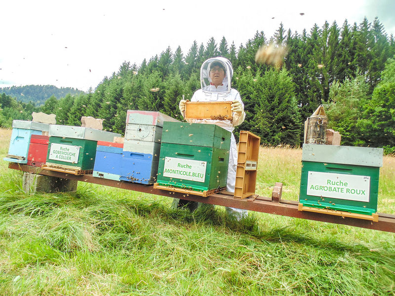 La ruche Monticole bleu