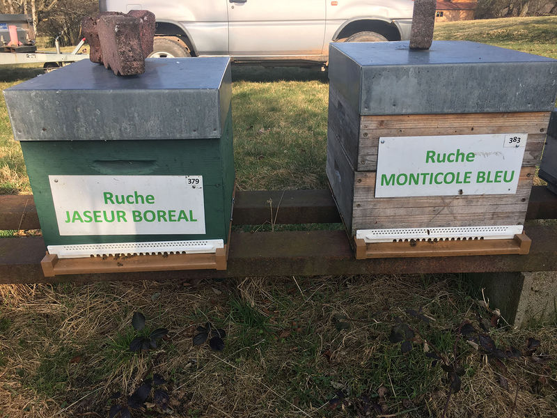 La ruche Monticole bleu