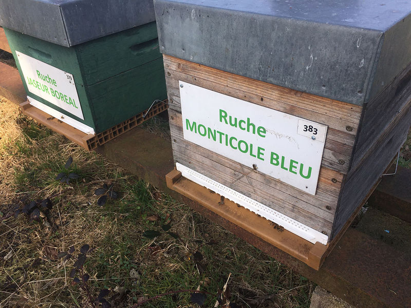 La ruche Monticole bleu