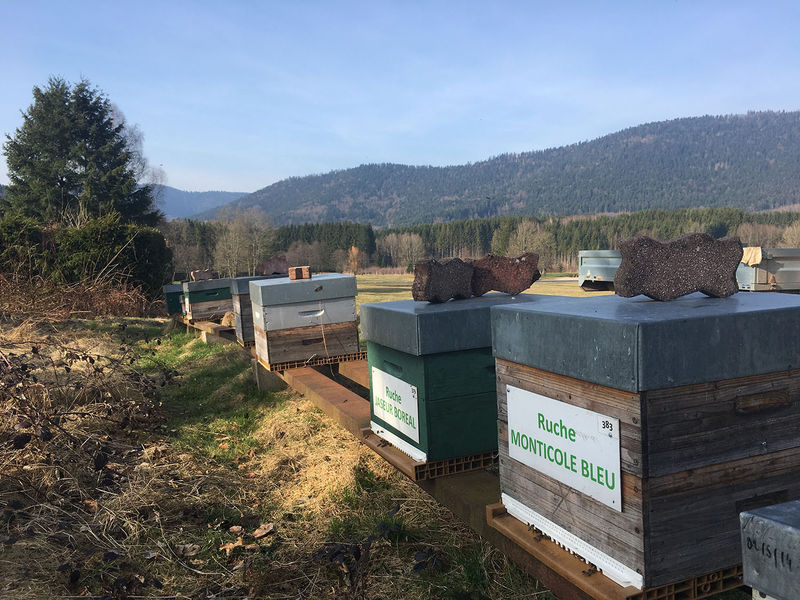 La ruche Monticole bleu