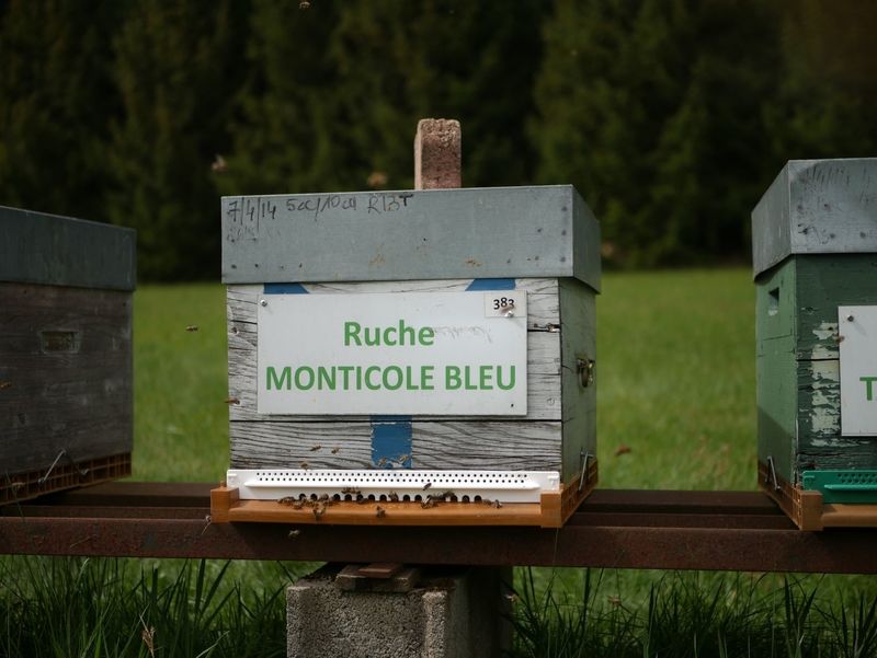 La ruche Monticole bleu
