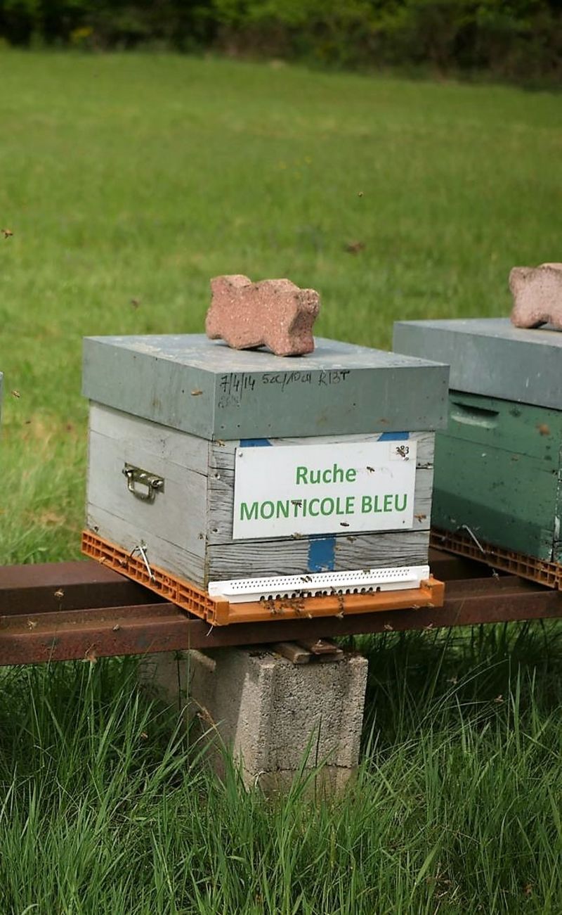 La ruche Monticole bleu