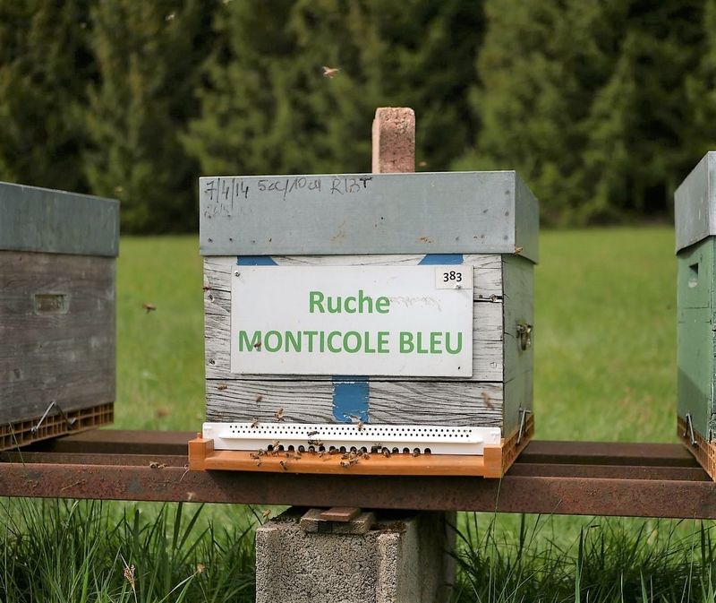 La ruche Monticole bleu