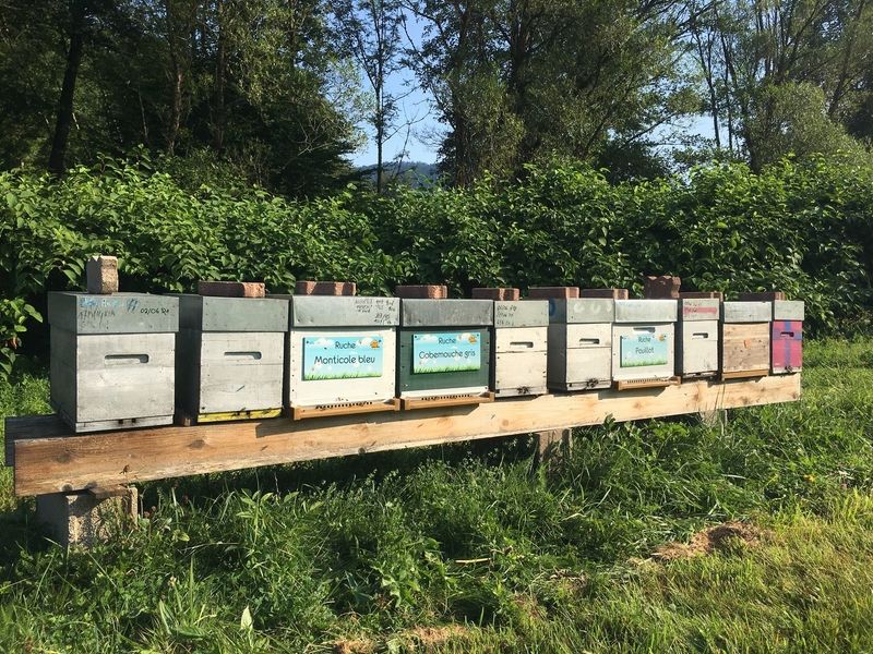 La ruche Monticole bleu
