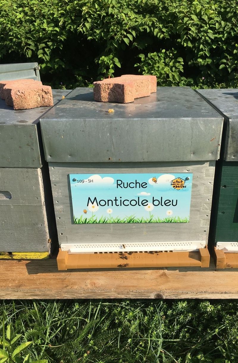 La ruche Monticole bleu