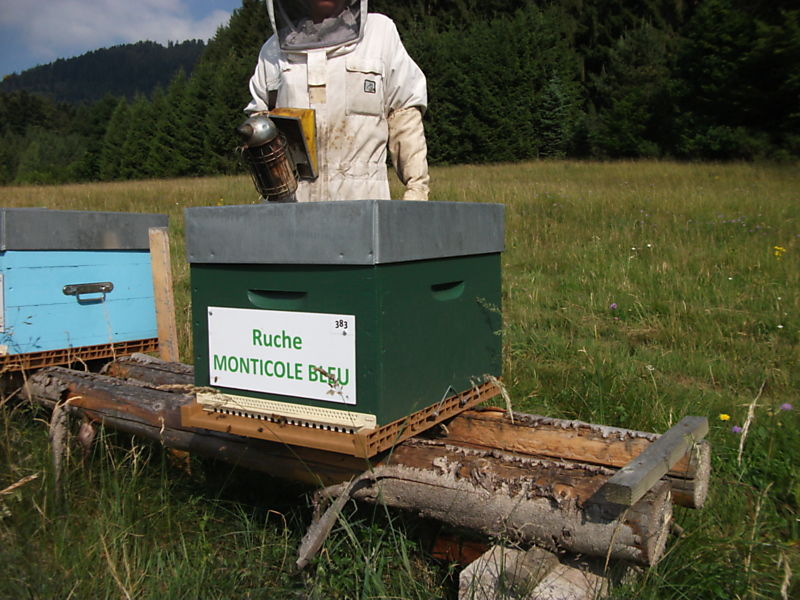 La ruche Monticole bleu