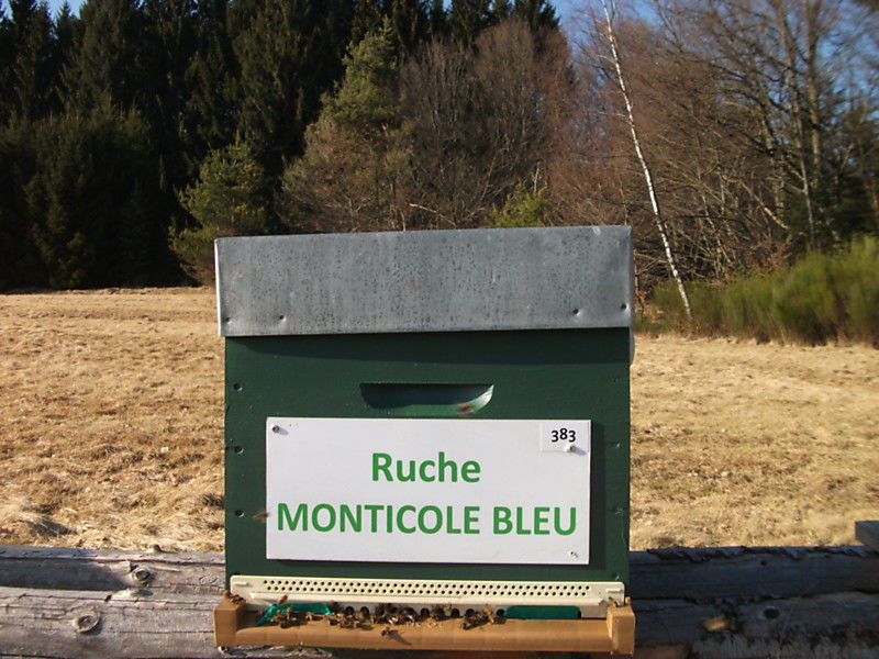 La ruche Monticole bleu