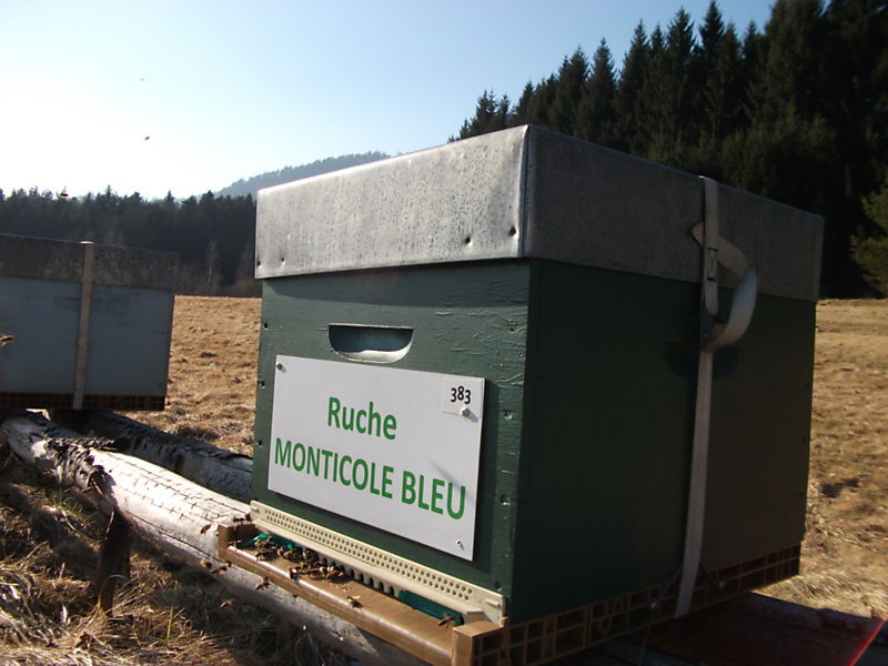 La ruche Monticole bleu