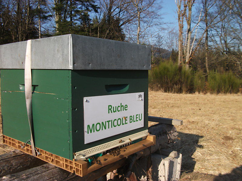 La ruche Monticole bleu