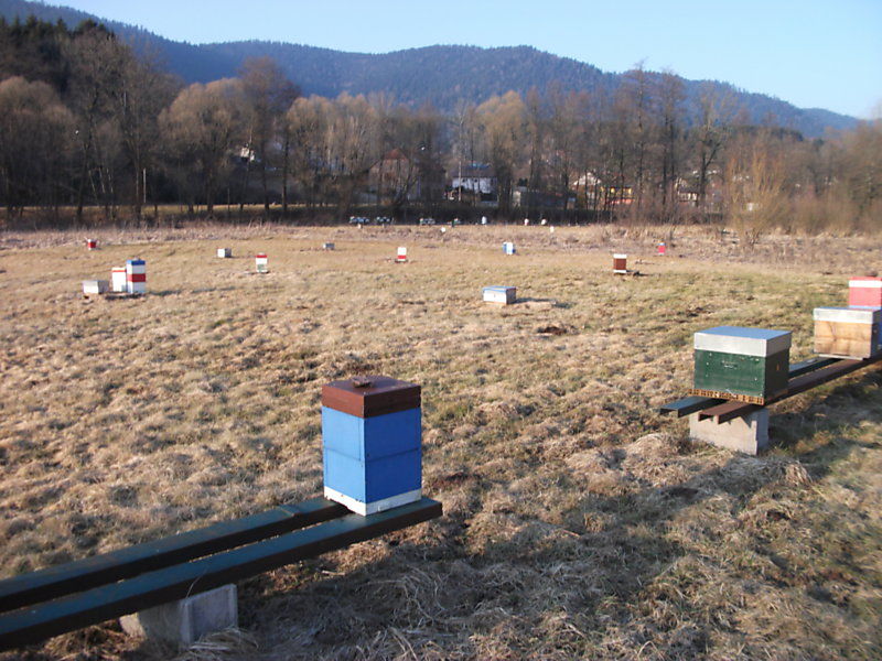 La ruche Monticole bleu