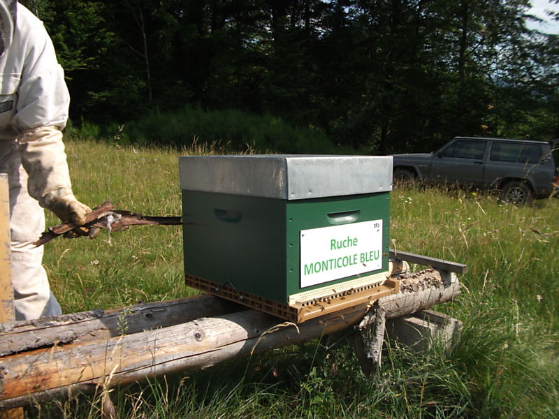 La ruche Monticole bleu