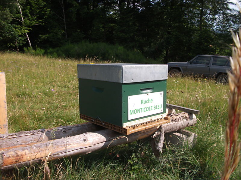 La ruche Monticole bleu