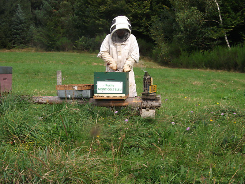 La ruche Monticole bleu